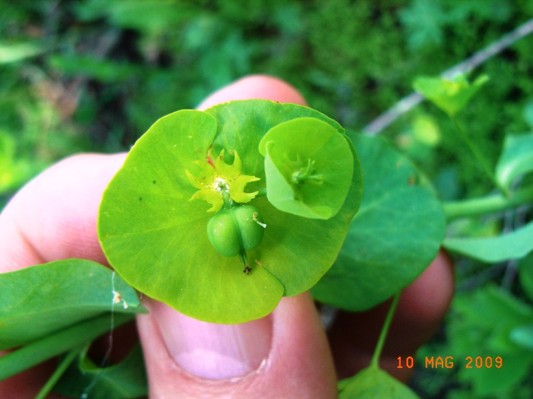 Euphorbia amygdaloides